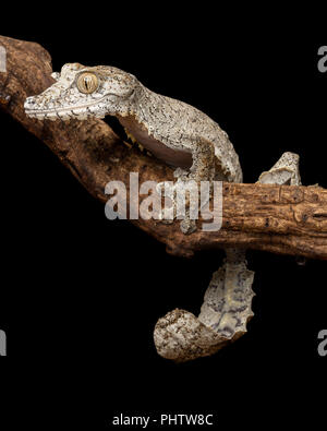 Uroplatus fimbriatus Foto Stock