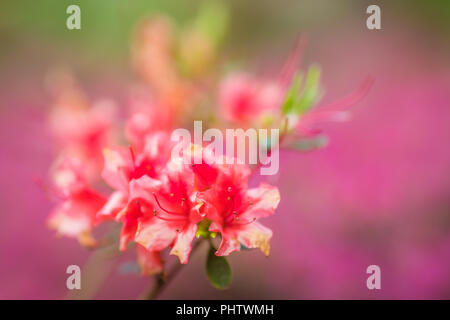 Rosa e viola i fiori di azalea Foto Stock