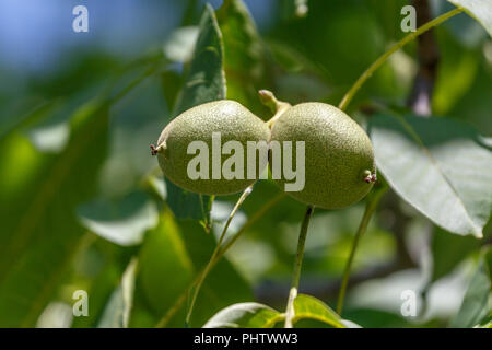 Noce giovani sull'albero cresce Foto Stock