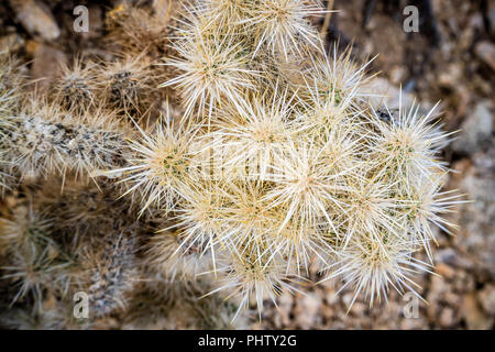 Teddy Bear Cholla Cactus nel Parco nazionale di Joshua Tree Foto Stock