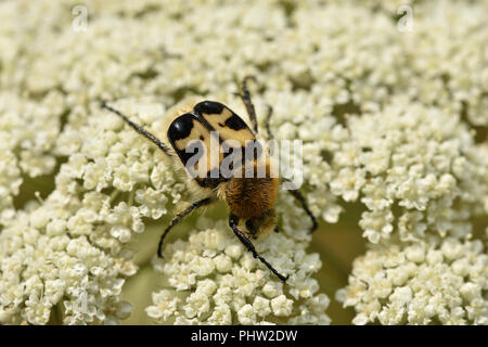 Bee beetle, bee chafer, Trichius fasciatus Foto Stock