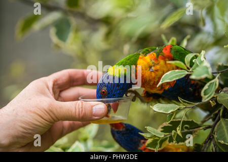 L uomo dando il dolce nettare per Rainbow Lorikeet parrot Foto Stock