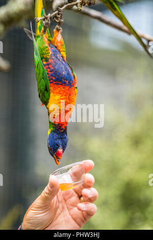 L uomo dando il dolce nettare per Rainbow Lorikeet parrot Foto Stock