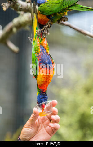 L uomo dando il dolce nettare per Rainbow Lorikeet parrot Foto Stock