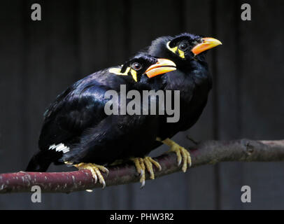 Comune Mynas Hill (gacula religiosa) Foto Stock