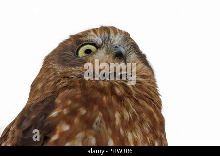 Il Gufo Boobook (Ninox novaeseelandiae) Foto Stock