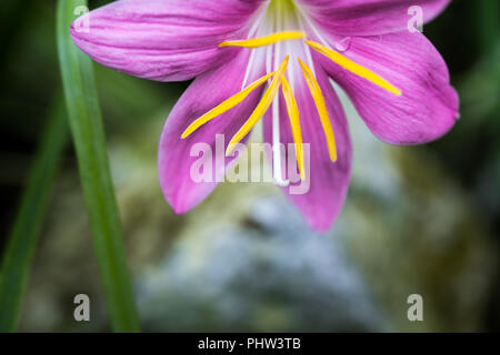 Zephyranthes rosea, comunemente noto come il cubano zephyrlily, rosy giglio di pioggia, rose fairy lily, rose zephyr lily o la pioggia rosa lily Foto Stock