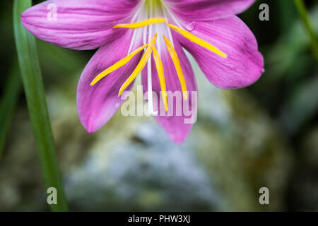 Zephyranthes rosea, comunemente noto come il cubano zephyrlily, rosy giglio di pioggia, rose fairy lily, rose zephyr lily o la pioggia rosa lily Foto Stock