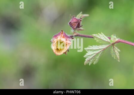 Close-up di un viola Avens, Austria Foto Stock