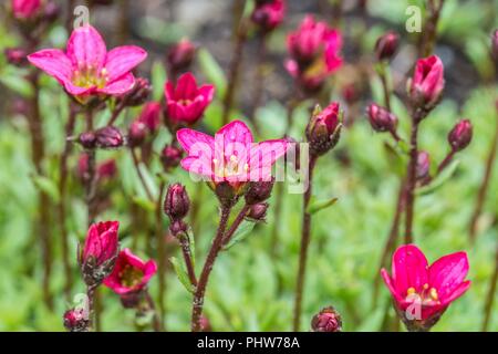 Tazza di primrose in un prato di fiori in Austria Foto Stock