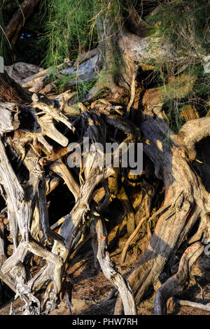 Casuarina (ironwood) albero radici esposti in corrispondenza del bordo di Ke'e spiaggia presso la testa del Kalalau Trail sulla costa Nord di Kauai, Hawaii, Stati Uniti d'America. Foto Stock