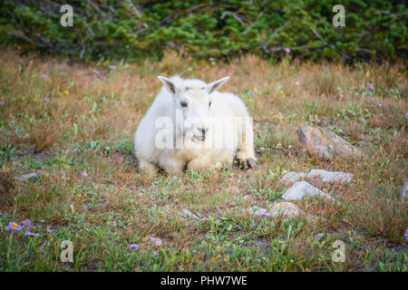 Una montagna rocciosa capra presso il Glacier National Park Foto Stock