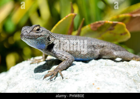 Una recinzione occidentale Lizard (Sceloporus occidentalis) ensoleillement stesso su di una roccia e mostrare la sua gola blu e il ventre a San Diego, California, Stati Uniti d'America. Foto Stock