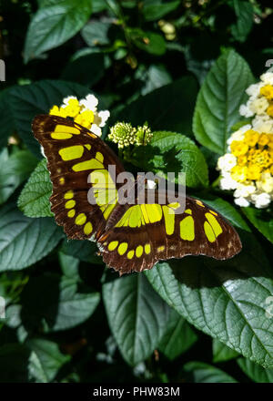 Una Malachite butterfly (Siproeta stelenes) poggiante su Lantana fiori (verbena tropicale) in un giardino. Foto Stock