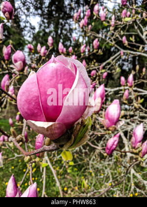 Boccioli rosa delle vistose piattino Magnolia (x Magnolia soulangeana) che fiorisce in un parco in Richmond, BC, Canada. Foto Stock