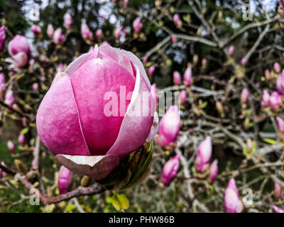 Boccioli rosa delle vistose piattino Magnolia (x Magnolia soulangeana) che fiorisce in un parco in Richmond, BC, Canada. Foto Stock