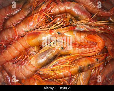 Grandi rossi freschi scampi, close up Foto Stock