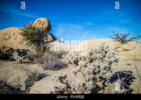 Teddy Bear Cholla Cactus nel Parco nazionale di Joshua Tree Foto Stock