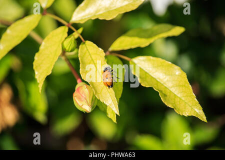 Lachnaia italica sulle foglie Foto Stock