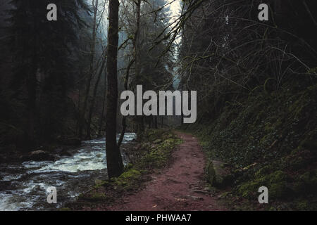 Cupa e moody foresta con un sentiero o il sentiero escursionistico lungo un fiume su una nebbia o nebbioso giorno di inverno, Vosges, Francia. Foto Stock