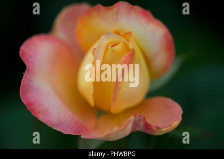 Macro shot della Pace di rose, formalmente Rosa 'Madame A. Meilland". Bud di giardino hybrid tea rose in giardino botanico. Foto Stock