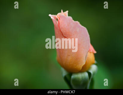 Macro shot della Pace di rose, formalmente Rosa 'Madame A. Meilland". Bud di giardino hybrid tea rose in giardino botanico. Foto Stock