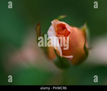 Macro shot della Pace di rose, formalmente Rosa 'Madame A. Meilland". Bud di giardino hybrid tea rose in giardino botanico. Foto Stock