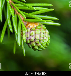 Abete verde pino cono di conifere germoglio Macro Foto Stock