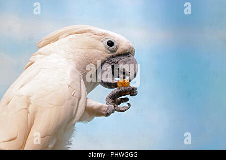 Bianco (cacatua cacatua alba) tenendo in mano un pezzo di cibo nella griffa Foto Stock