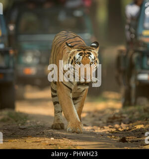 Tiger sul prowl Foto Stock