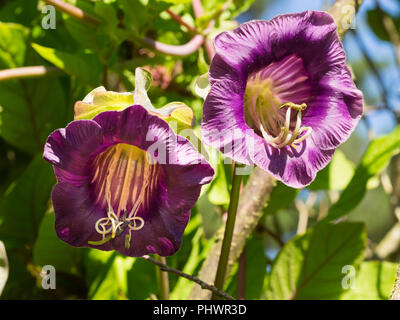 Viola fiori a campana dell'offerta perenne tazza e piattino vine, Cobaea scandens, di solito cresciuto come un annuale Foto Stock