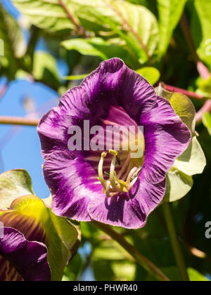 Campana viola fiore della gara di coppa perenne e piattino vine, Cobaea scandens, di solito cresciuto come un annuale Foto Stock