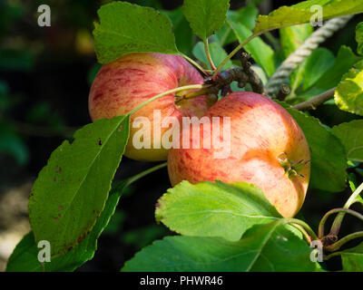 Red spotted frutto maturo della cottura e dessert mela, Malus domestica 'James Grieve' Foto Stock