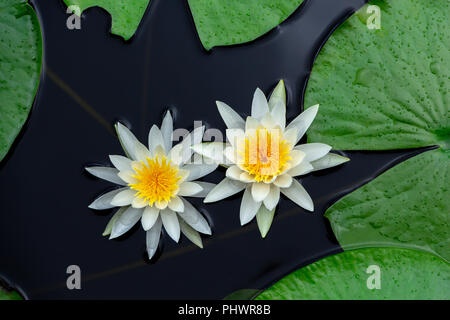 Americano bianco ninfea bianca (Nymphaea odorata), due fiori galleggiante sull'acqua con ninfee - lunga chiave Area Naturale, Davie, Florida, Stati Uniti d'America Foto Stock