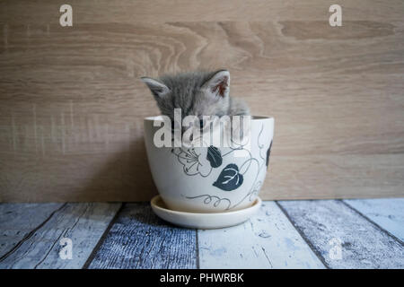 Ritratto di un piccolo grazioso cucciolo grigio con gli occhi blu giocando in un vaso di fiori Foto Stock