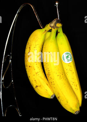 Quattro giallo verde banane appeso ad un gancio cromato contro uno sfondo nero Foto Stock