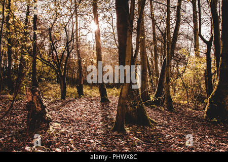 Bosco britannico durante il cambio di stagione.Pomeriggio di luce e ombre lunghe da alberi, fogliame sul suolo della foresta..Natura regno unito sulla bellissima giornata autunnale. Foto Stock
