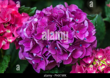Bigleaf Hydrangea, Hydrangea macrophylla ' Merveille Sanguine ' Mophead hydrangea, fiore viola, giardino estivo, fiori di fiore Foto Stock