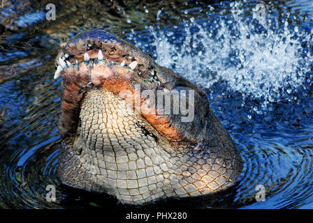 Questo alligatore sono in realtà aumentati fino al di fuori dell'acqua nella Florida Everglades e muggito mentre thrashing la sua coda. Questo al fine di attirare un compagno. Foto Stock