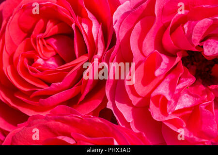 Chiudere l immagine di un vivace colore rosso Camellia flower Foto Stock