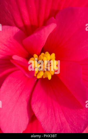 Chiudere l immagine di una Pink Camellia flower Foto Stock