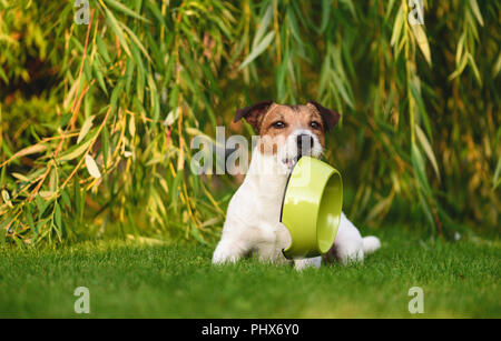 Cane affamato di accattonaggio per azienda alimentare doggy ciotola in bocca Foto Stock