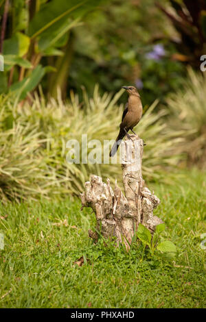 Vulcano Poas area, Costa Rica, l'America centrale. Grande femmina-tailed Grackle arroccato su un moncone. Foto Stock