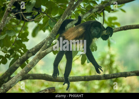 Parco Nazionale di Monteverde, Costa Rica, l'America centrale. Mantled scimmia urlatrice poltrire circa su un ramo in mezzo al giorno quando fa caldo. Foto Stock