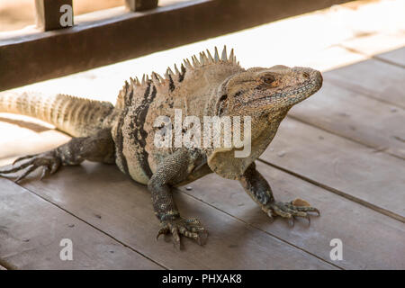 Guanacaste in Costa Rica, America centrale. Spinosa-tailed Iguana (Ctenosaura similis) su un ponte di legno. Foto Stock