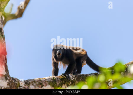 Tortuguero, Costa Rica, l'America centrale. Mantled scimmia urlatrice (Alouatta palliata) iclimbing in una struttura ad albero. Foto Stock