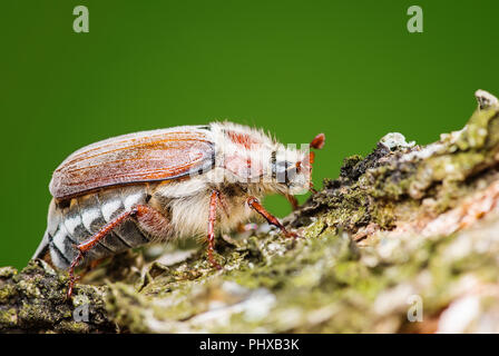Cockchafer Melolontha può Beetle Bug Macro di insetti Foto Stock