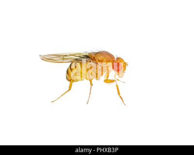 Macro Drosophila Mosca della frutta isolato di insetto su sfondo bianco Foto Stock