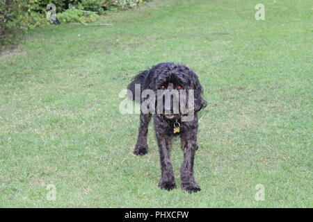 Cane Cockapoo gioca in giardino Foto Stock