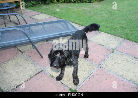 Cane Cockapoo attende sul patio con giardino Foto Stock